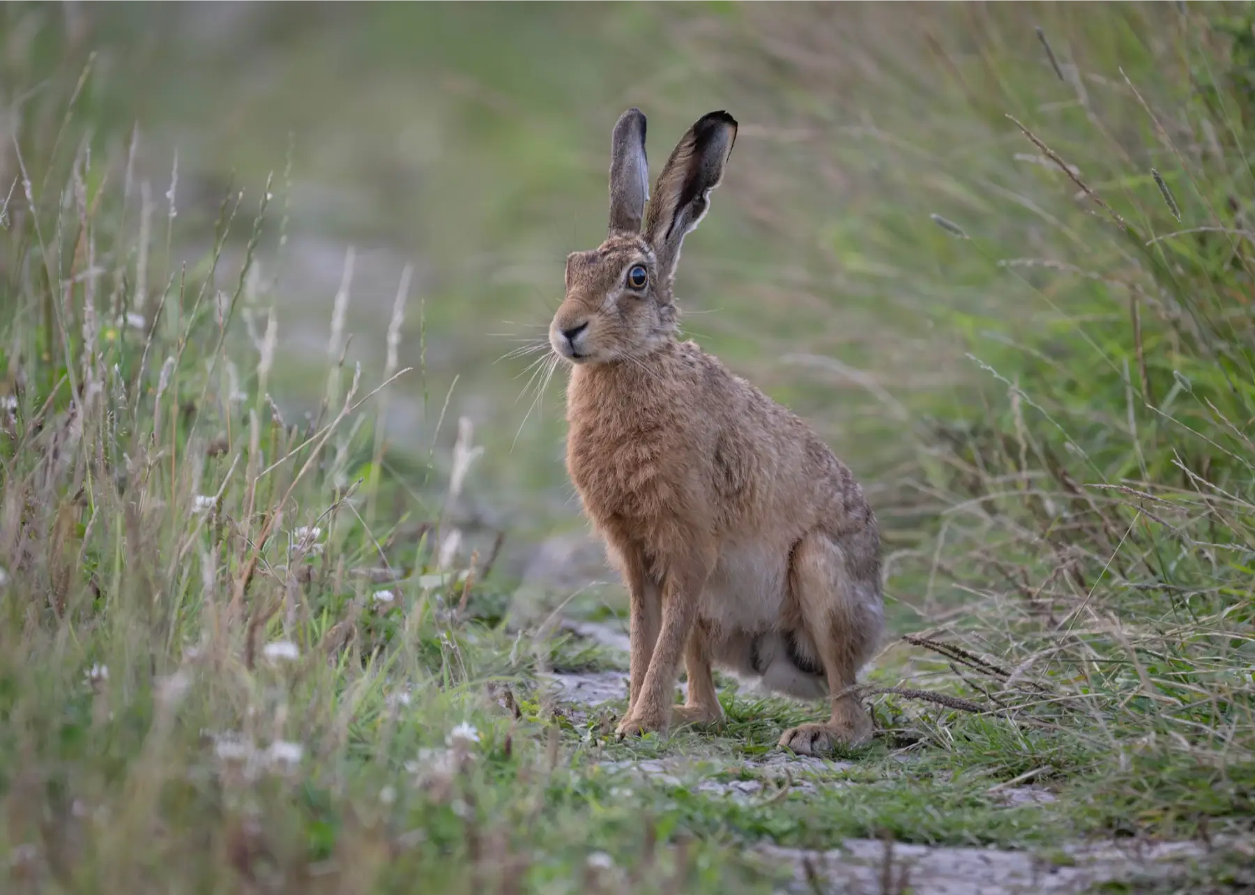 Hare in a meadow