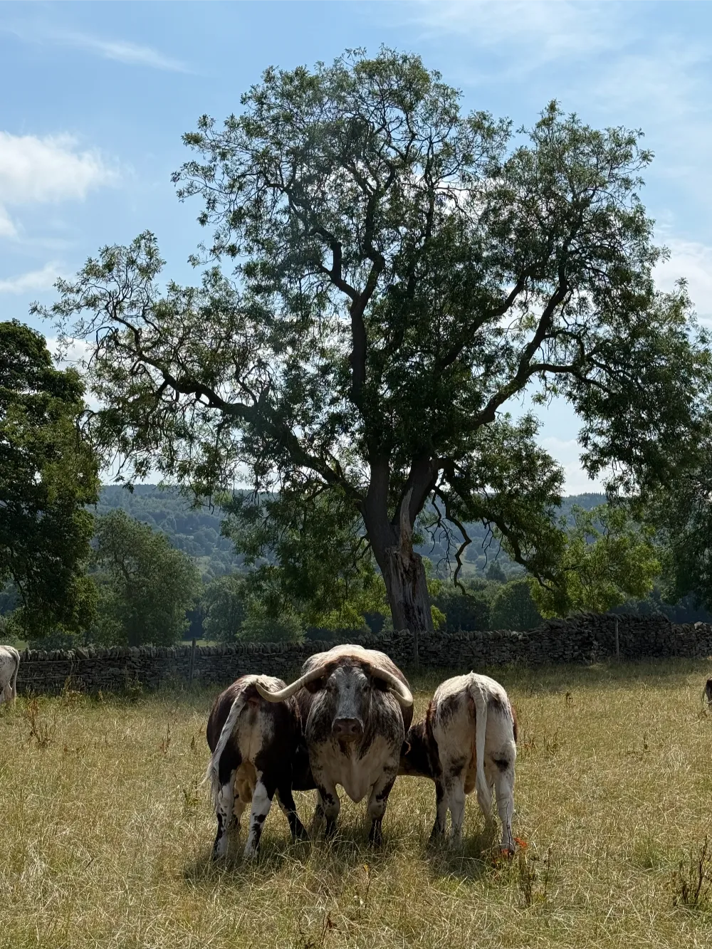 Image of cattle below a mature tree