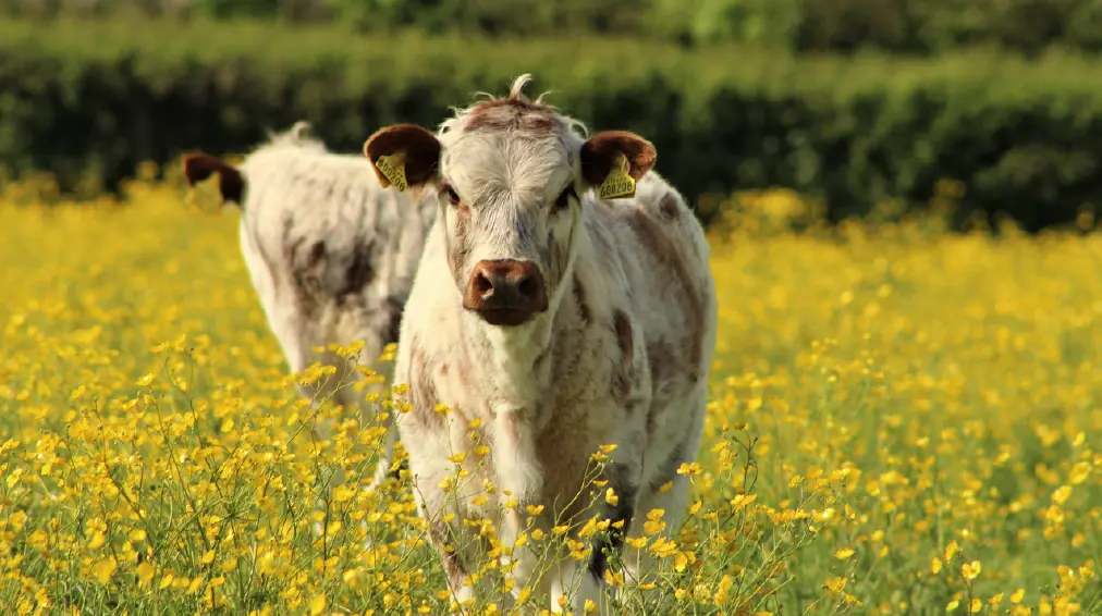 Calf in a field of buttercups