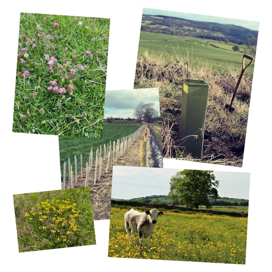 Collage of images showing nature restoration at the farm