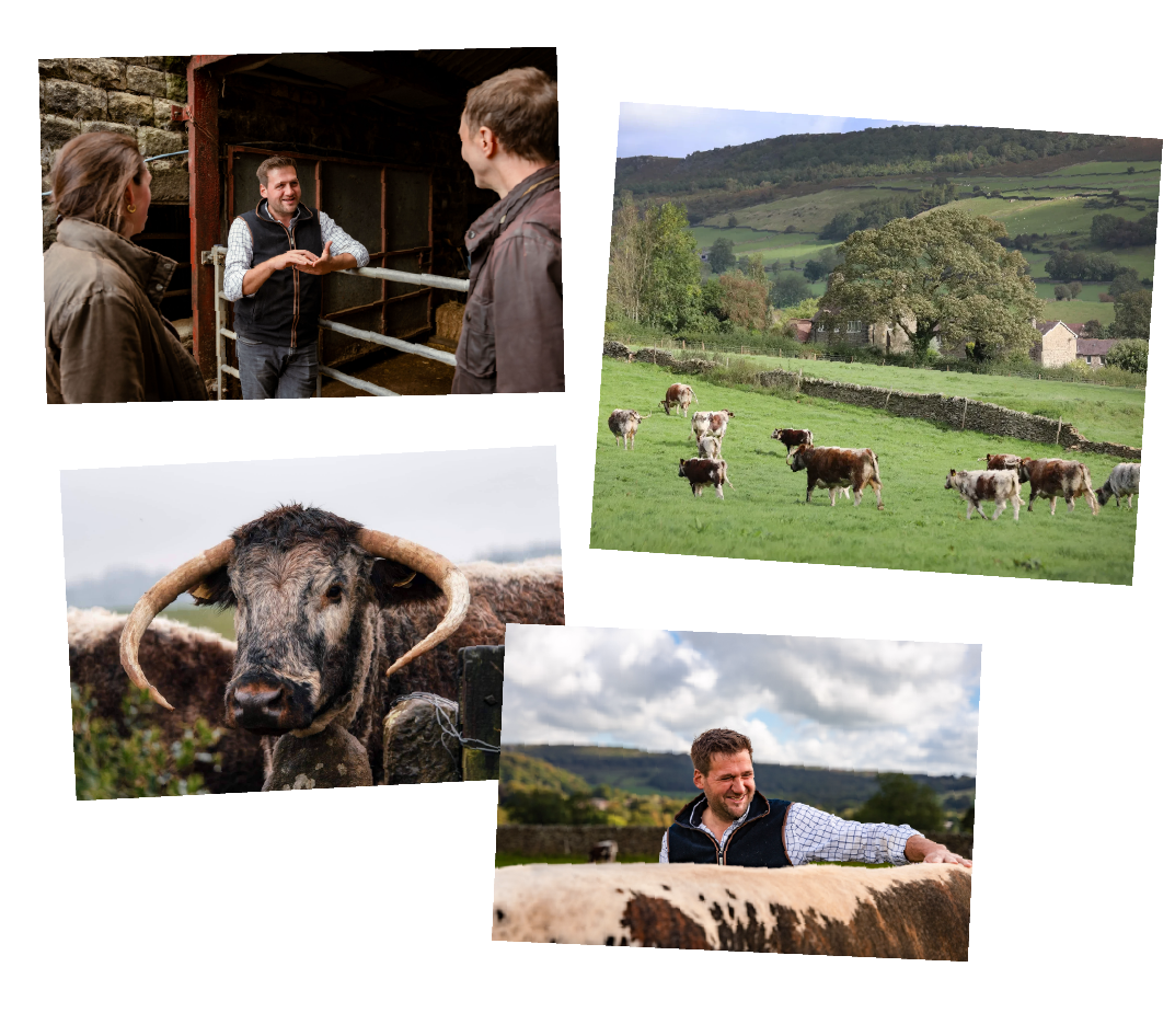 Compilation of images showing Tom, the farmer, and cattle